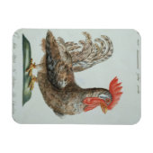 Dwarf Cockerel, c.1767-76 (handfarbene Gravur) Magnet (Horizontal)