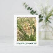 DWARF FOUNTAIN GRASS POSTKARTE (Stehend Vorderseite)