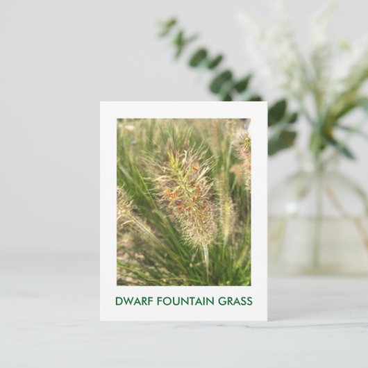 DWARF FOUNTAIN GRASS POSTKARTE (Stehend Vorderseite)