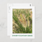 DWARF FOUNTAIN GRASS POSTKARTE (Vorne/Hinten)
