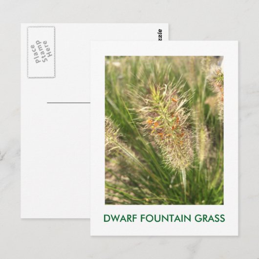 DWARF FOUNTAIN GRASS POSTKARTE (Vorne/Hinten)