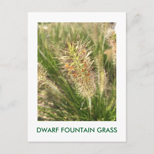 DWARF FOUNTAIN GRASS POSTKARTE (Vorderseite)