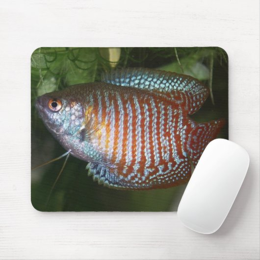 Dwarf Gourami - Colisa lalia Mousepad (Mit Mouse)