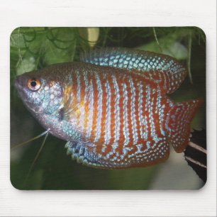 Dwarf Gourami - Colisa lalia Mousepad