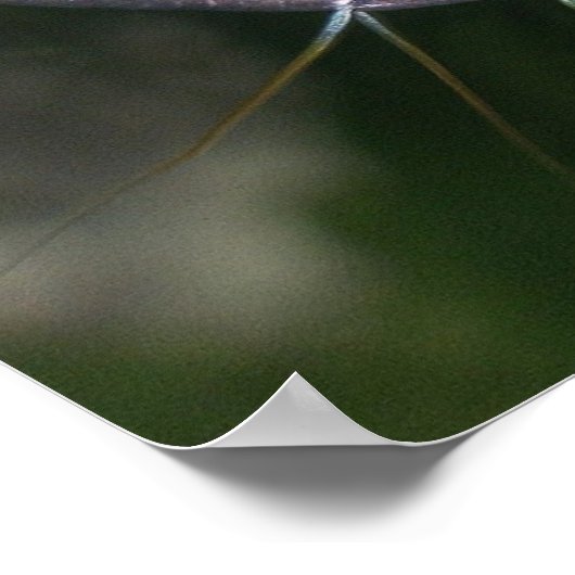 Dwarf Gourami - Colisa lalia Poster (Ecke)