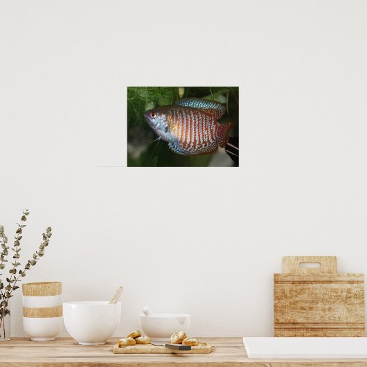Dwarf Gourami - Colisa lalia Poster (Küche)