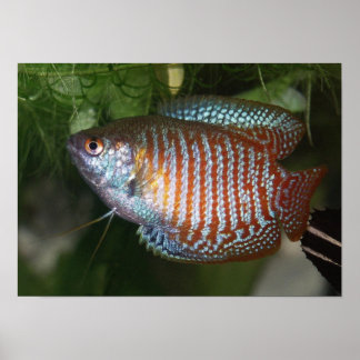 Dwarf Gourami - Colisa lalia Poster