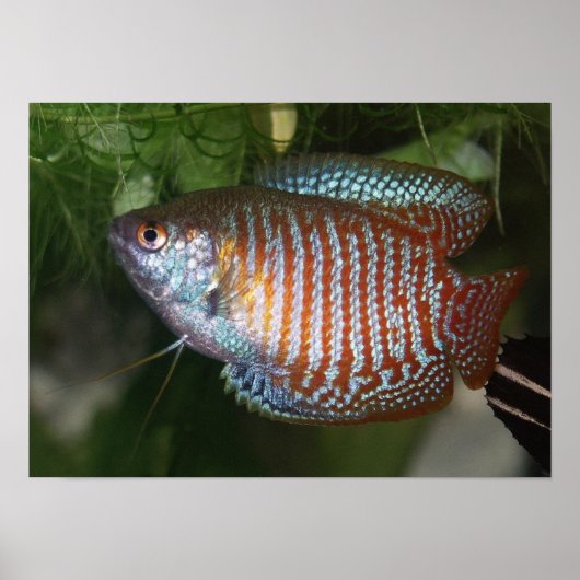 Dwarf Gourami - Colisa lalia Poster (Vorne)