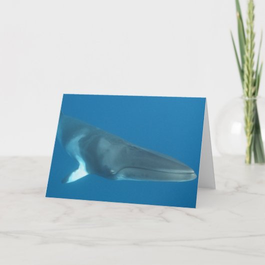 Dwarf Minke Whale Karte (Vorderseite)