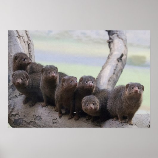 Dwarf Mongoose Pack Poster (Vorne)