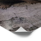 Dwarf Mongoose Pack Poster (Ecke)