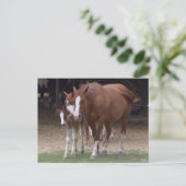 DX - Schöne Pferde Postkarte (Stehend Vorderseite)