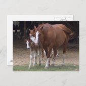 DX - Schöne Pferde Postkarte (Vorne/Hinten)