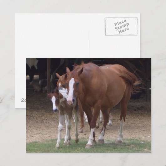 DX - Schöne Pferde Postkarte (Vorne/Hinten)