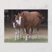 DX - Schöne Pferde Postkarte (Vorderseite)