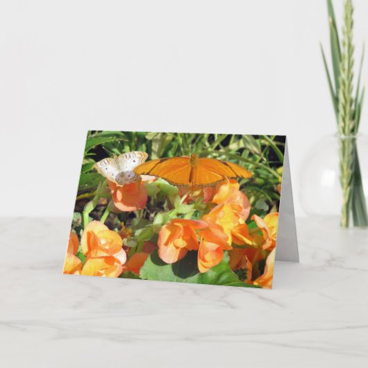 Dyas Julia und White Peacock Butterflies Gruß Karte (Vorderseite)