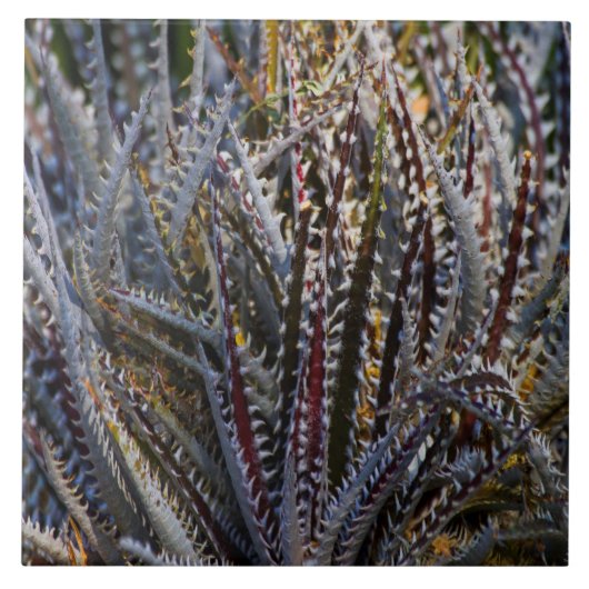 Dyckia Delight Fliese (Vorderseite)