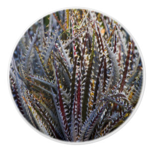 Dyckia delight keramikknauf