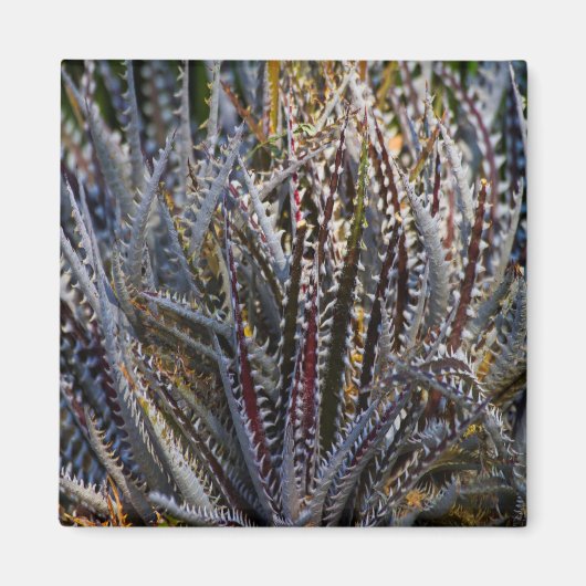 Dyckia delight magnet (Vorne)