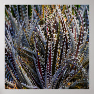 Dyckia delight poster