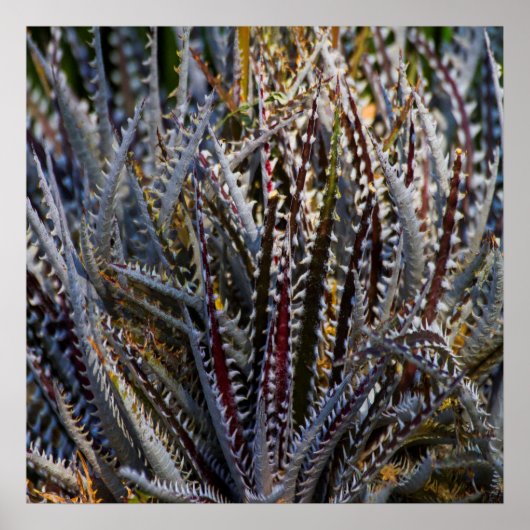 Dyckia delight poster (Vorne)