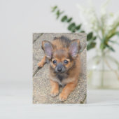 Dylan Niedlich Long Hair Chihuahua Puppy Postkarte (Stehend Vorderseite)