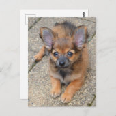 Dylan Niedlich Long Hair Chihuahua Puppy Postkarte (Vorne/Hinten)