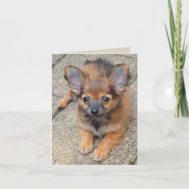 Dylan Niedlich Long Hair Chihuahua Welppy Birthday Karte