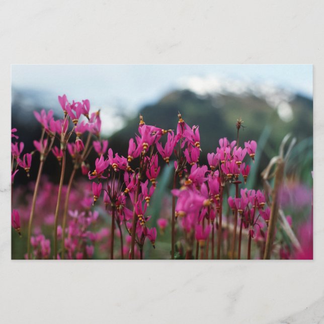 Dynamische Shooting Stars (Vorderseite)