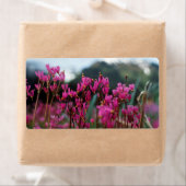 Dynamische Shooting Stars (Insitu)