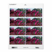 Dynamische Shooting Stars (Vorne)