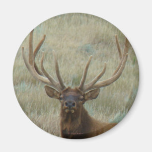 E10 Bull Elk in Samt Kopfschuss Magnet