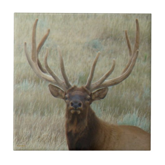E10 Bull Elk in Velvet Head Shot Fliese (Vorderseite)