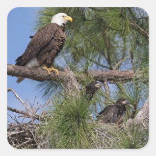 E10 und E11 Aufkleber