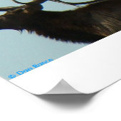 E11 Bull Elk Silhouette Head Shot Poster (Ecke)