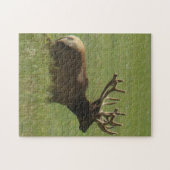 E12 Bull Elk 1 Bull oder 2 ? Puzzle (Horizontal)