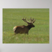 E12 Bull Elk 1 oder 2? Poster (Vorne)