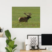 E12 Bull Elk 1 oder 2? Poster (Heimbüro)