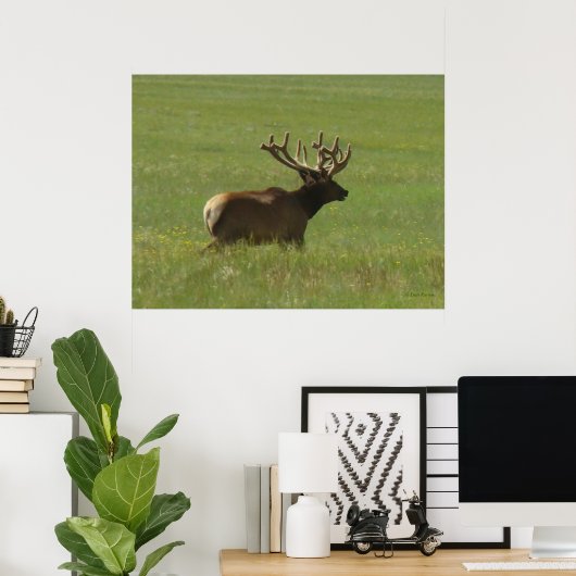 E12 Bull Elk 1 oder 2? Poster (Heimbüro)