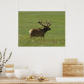 E12 Bull Elk 1 oder 2? Poster (Küche)