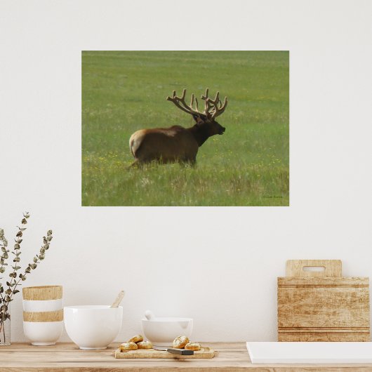 E12 Bull Elk 1 oder 2? Poster (Küche)
