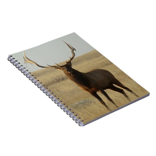 E13 Bullgras in Hörnern Notizblock (Rechte Seite)