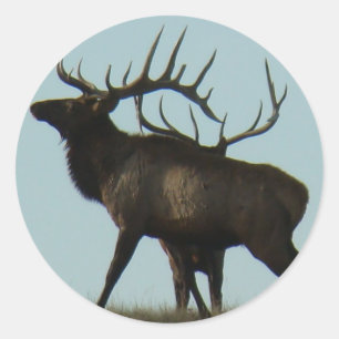E14 Bull Elk Silhouette Runder Aufkleber