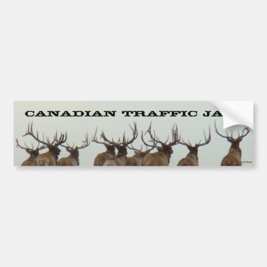 E17 Bull Elk Running Autoaufkleber (Vorne)