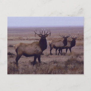 E19 Bull-Elch mit Doppel-Enden Postkarte