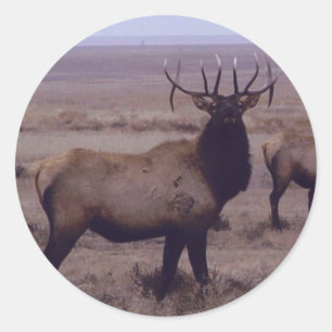E19 Bull-Elch mit Doppelabwurfstangen Runder Aufkleber