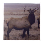 E19 Bull Elk Double Drop Tines Fliese (Vorderseite)