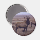 E19 Bull Elk Double Drop Tines Magnet (Vorderseite/Rückseite)