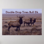 E19 Bull Elk Double Drop Tines Poster (Vorne)