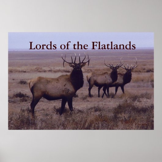 E19 Bull Elk Double Drop Tines Poster (Vorne)